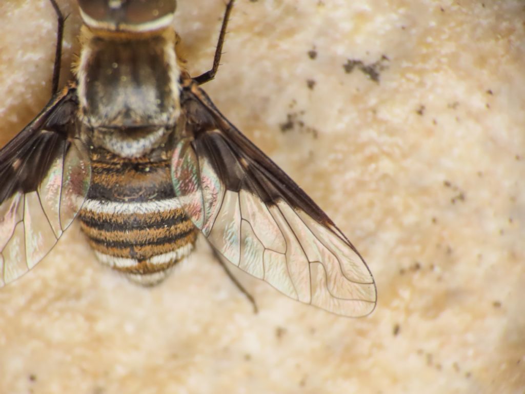 Bombyliidae: Exhyalanthrax?  S, Exhyalanthrax cfr. afer