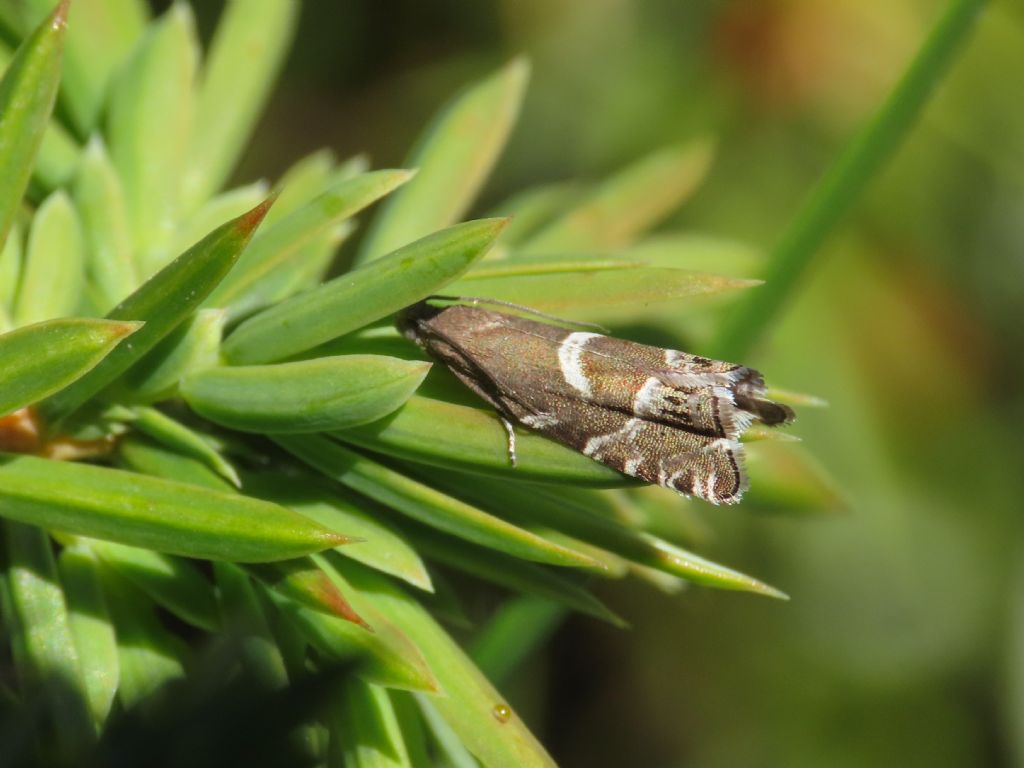 Tortricidae? S, cfr. Cydia leguminana