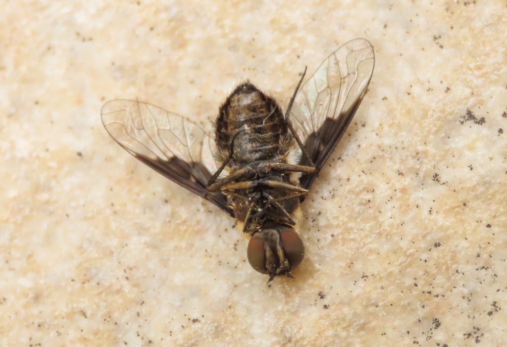 Bombyliidae: Exhyalanthrax?  S, Exhyalanthrax cfr. afer