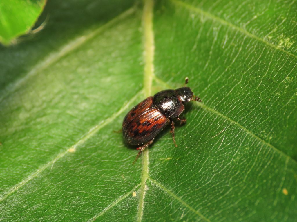Onthophagus? No, Aphodiidae: Limarus zenkeri