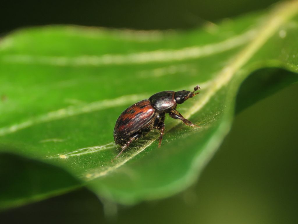 Onthophagus? No, Aphodiidae: Limarus zenkeri