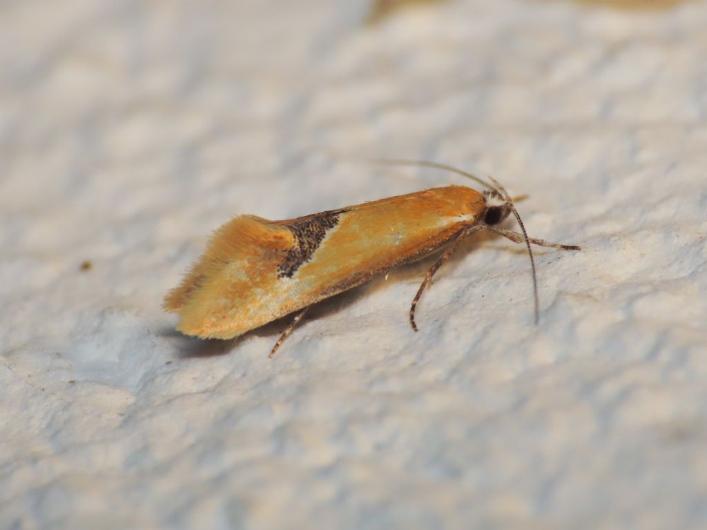 Oecophoridae - Batia sp.?   S,  Batia lamdella