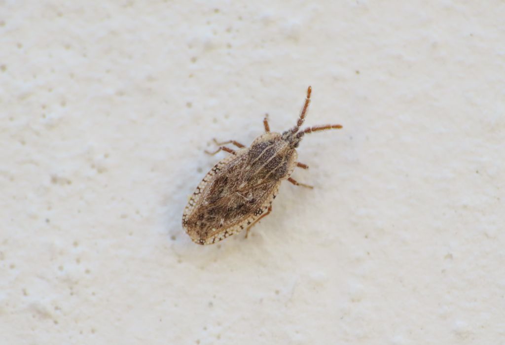 Tingidae: Tingis crispata