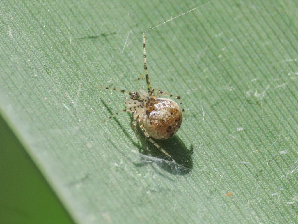 Platnickina tincta, femmina - Marina di Vasto (CH)