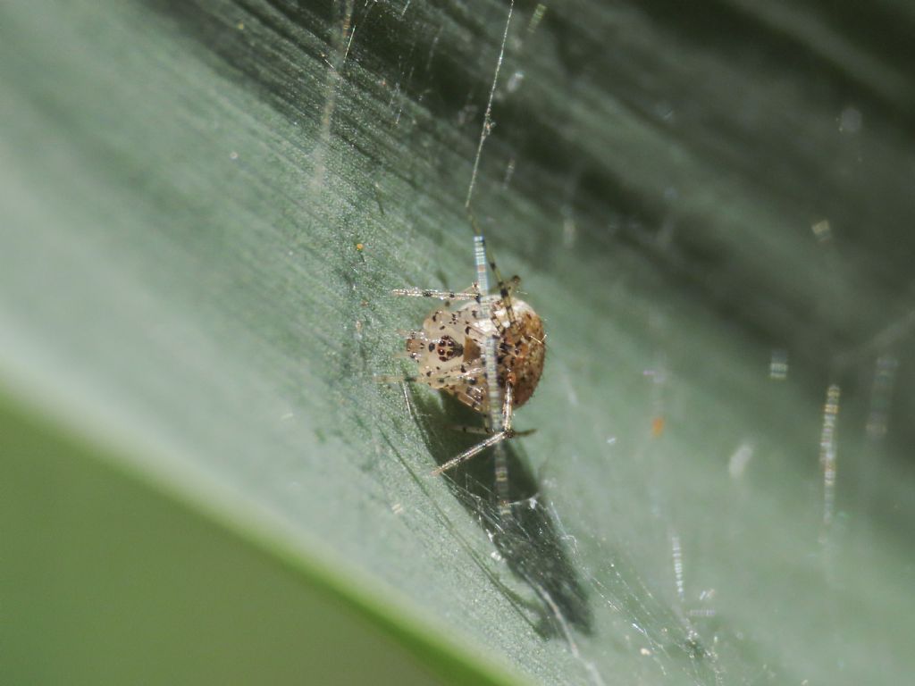 Platnickina tincta, femmina - Marina di Vasto (CH)