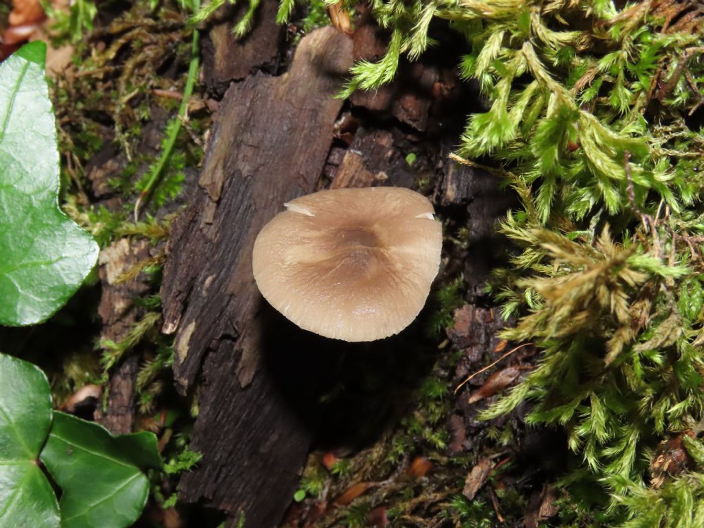 Fungo da identificare