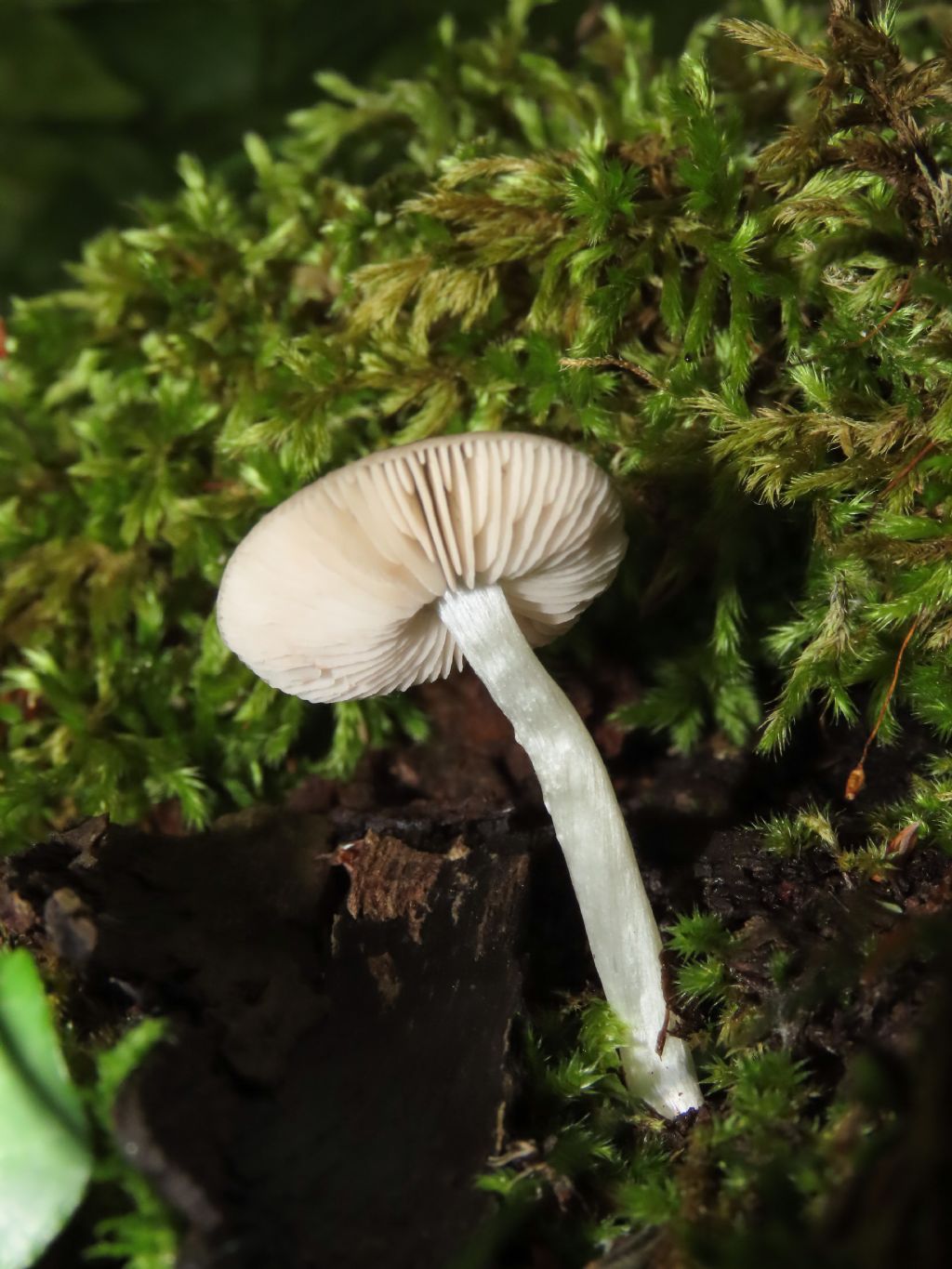 Fungo da identificare