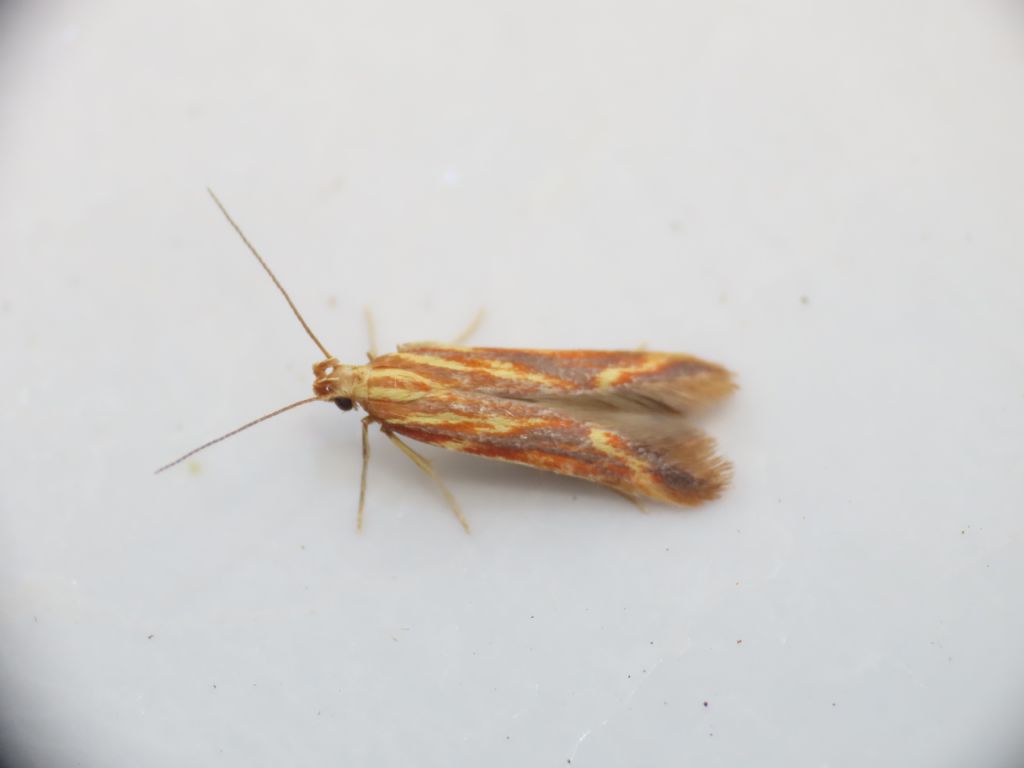 Metzneria? S, Metzneria aprilella - Gelechiidae