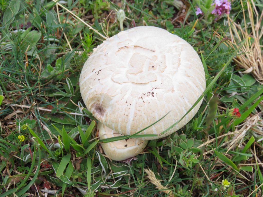 Fungo da identificare