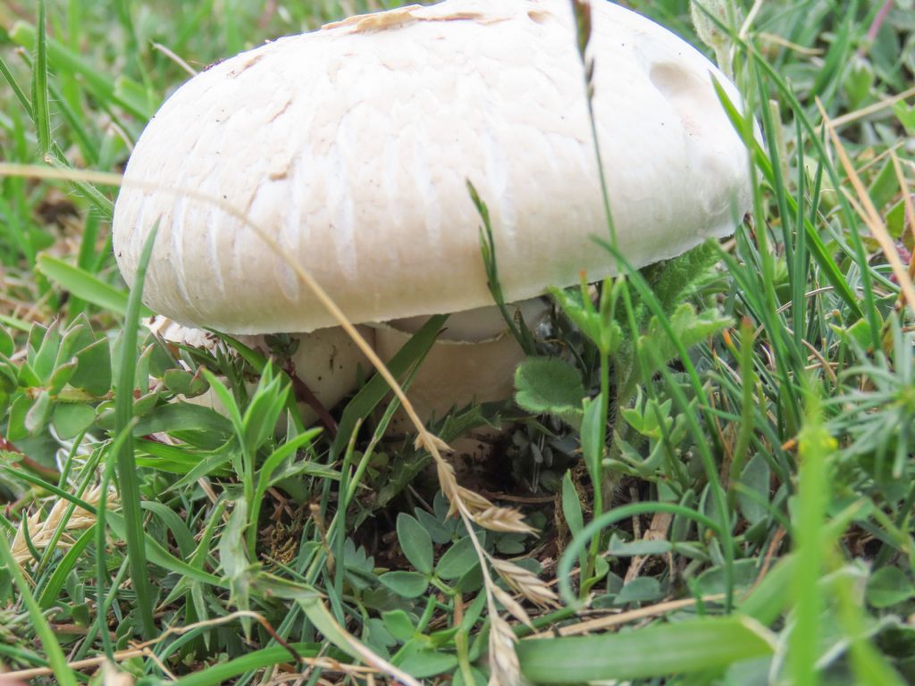 Fungo da identificare
