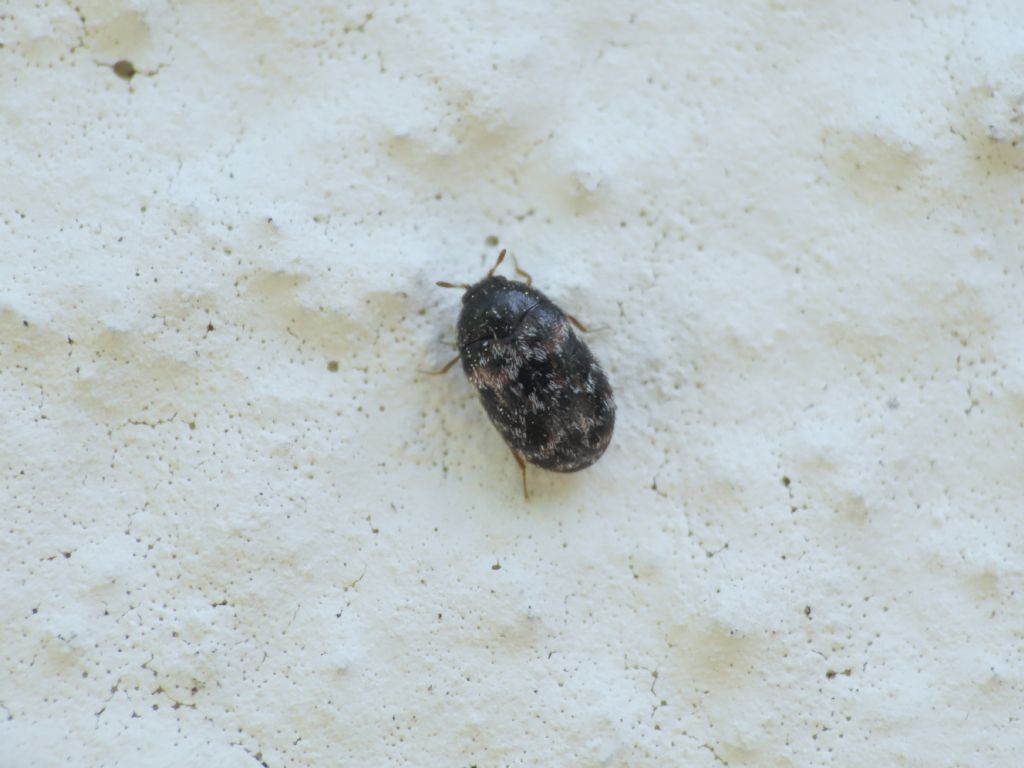 Dermestidae: Trogoderma sp.