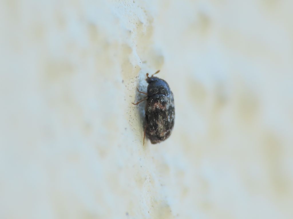 Dermestidae: Trogoderma sp.