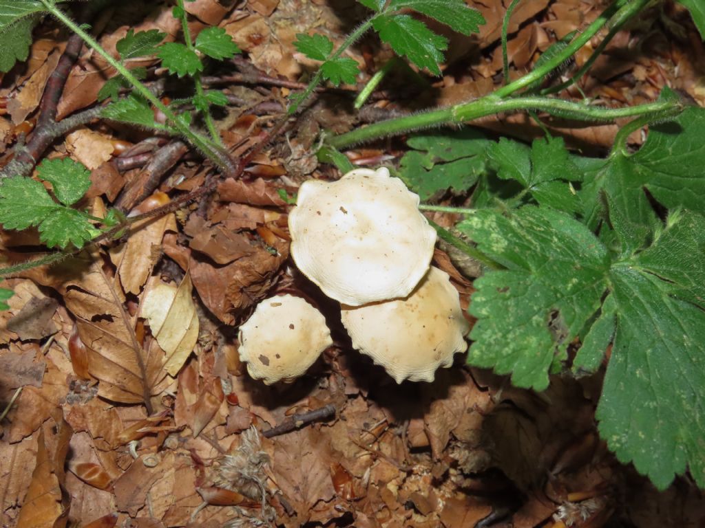 Funghi da identificare