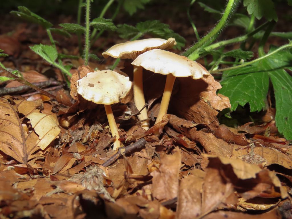 Funghi da identificare