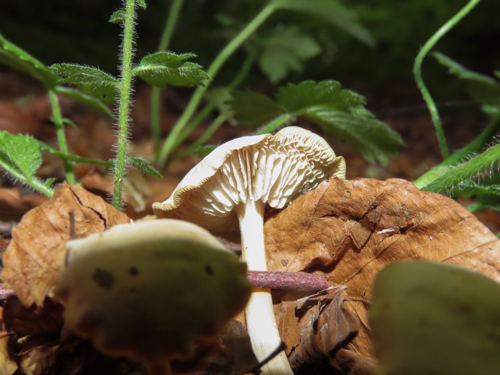 Funghi da identificare