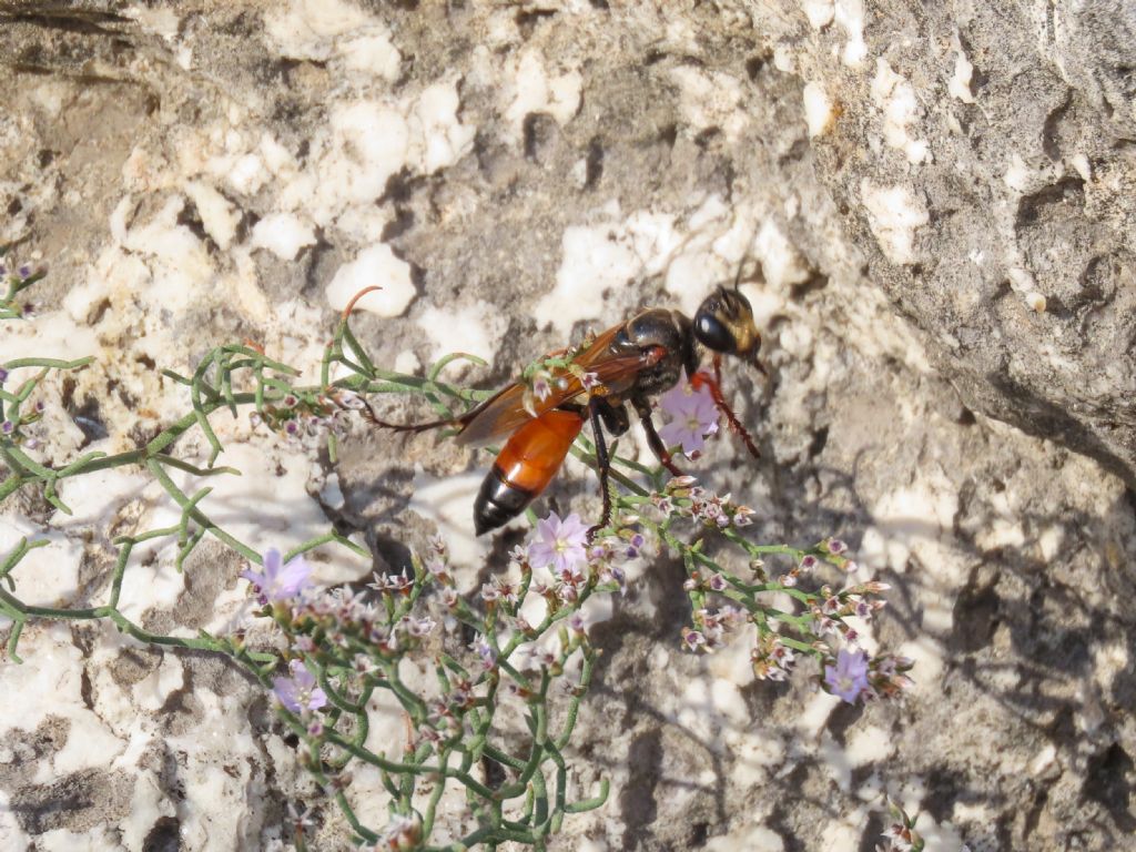 Sphecidae? S, femmina di Sphex flavipennis