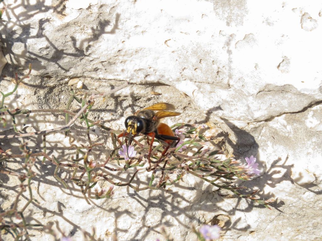 Sphecidae? S, femmina di Sphex flavipennis