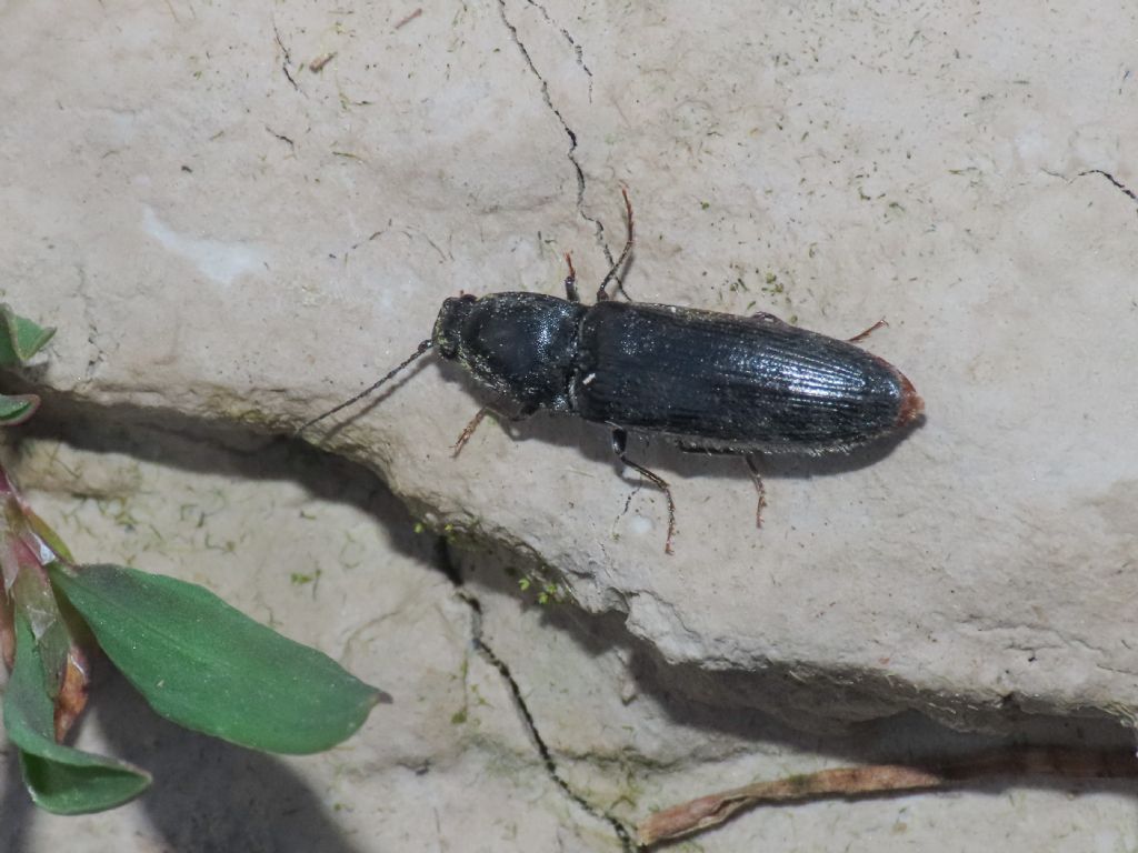 Elateridae: Hemicrepidius hirtus