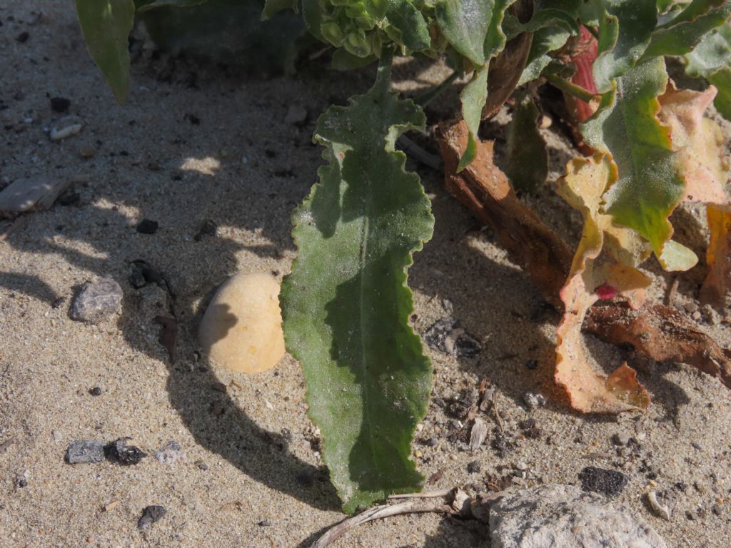 Rumex crispus