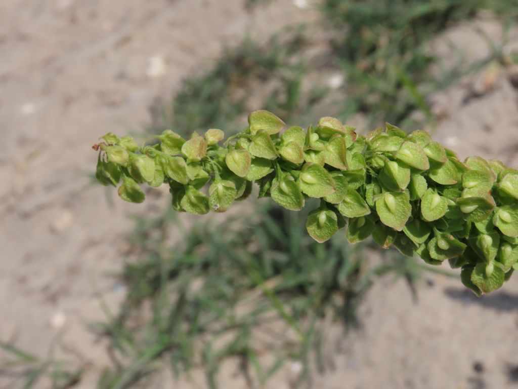 Rumex crispus