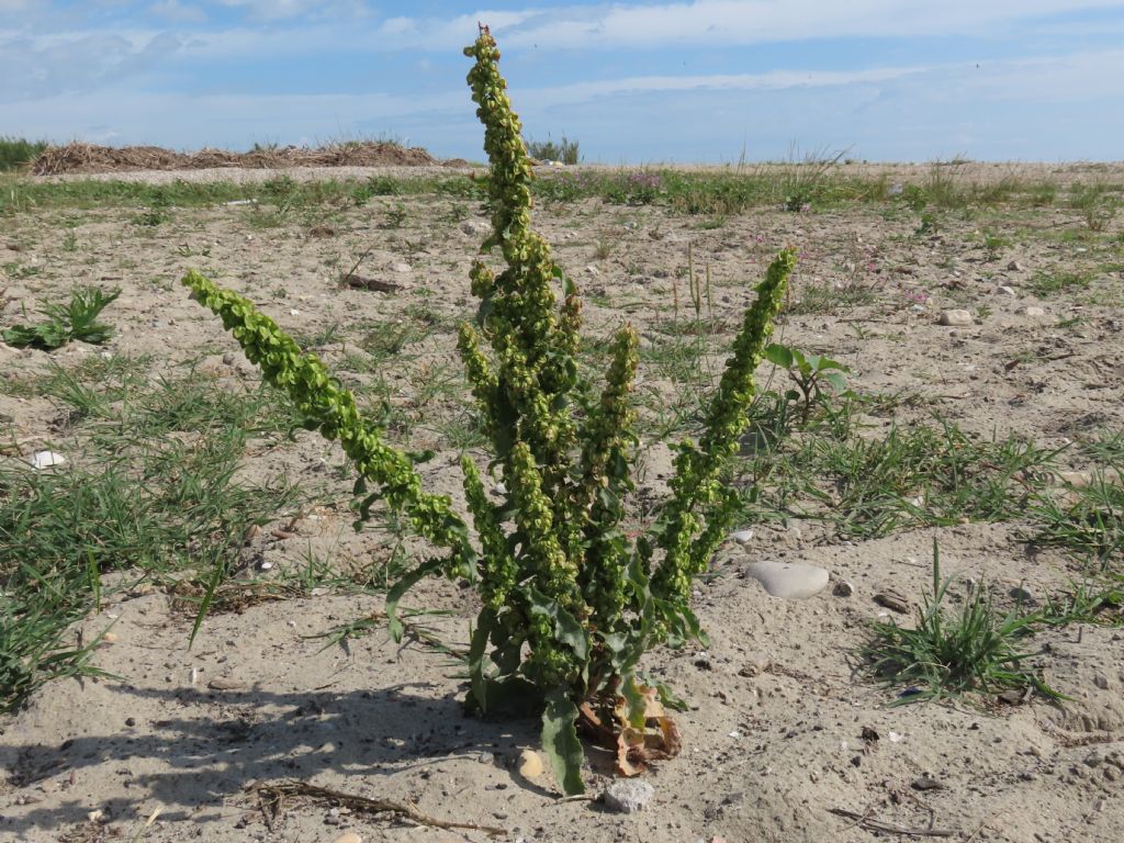 Rumex crispus