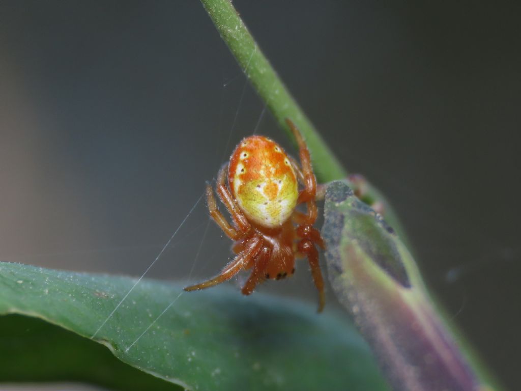 Araniella displicata?... Araniella sp. - Stavel (TN)