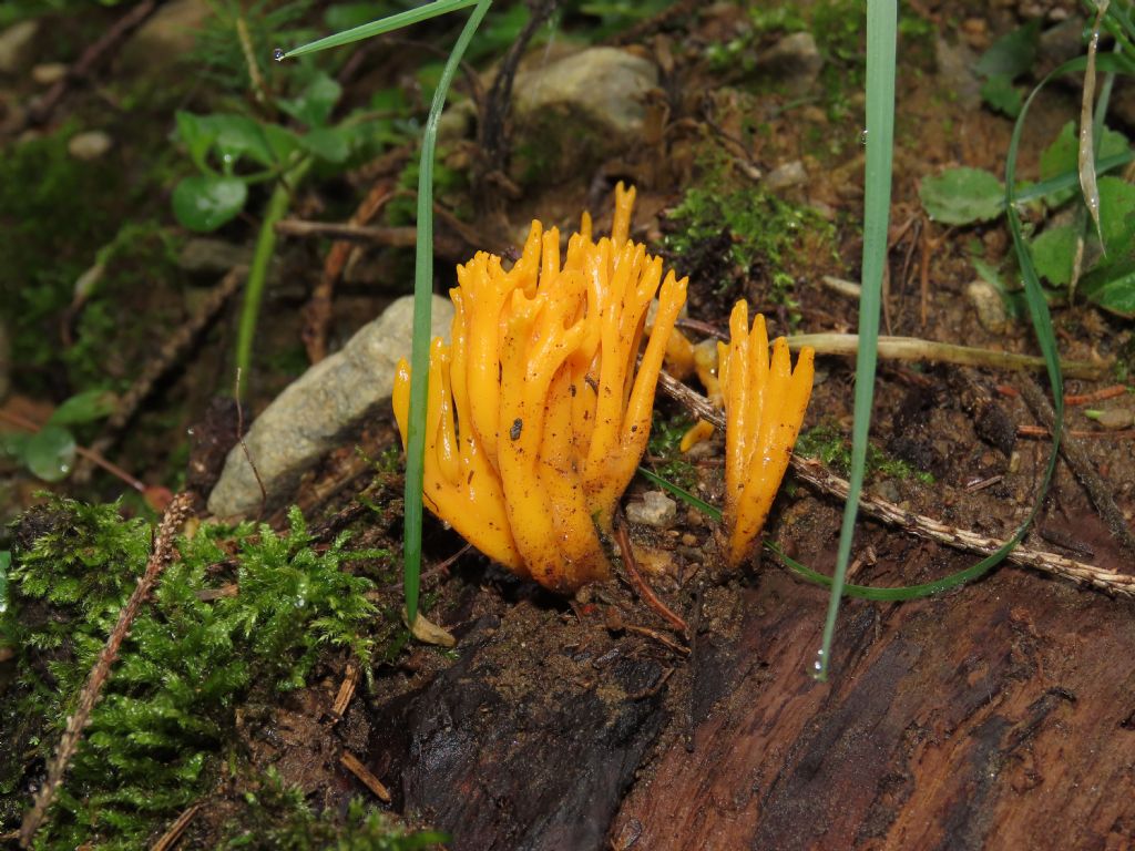 Calocera? da identificare