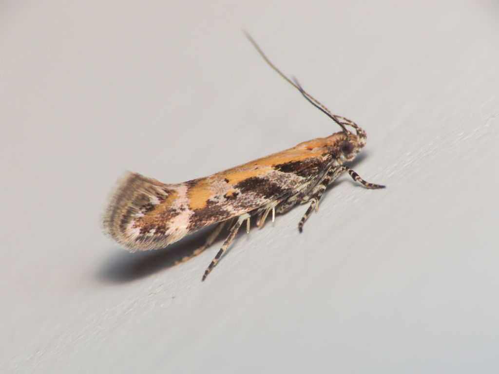 Aristotelia billii - Gelechiidae