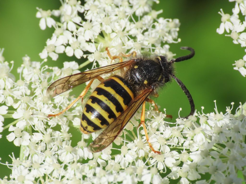 Quale Dolichovespula? Dolichovespula norwegica