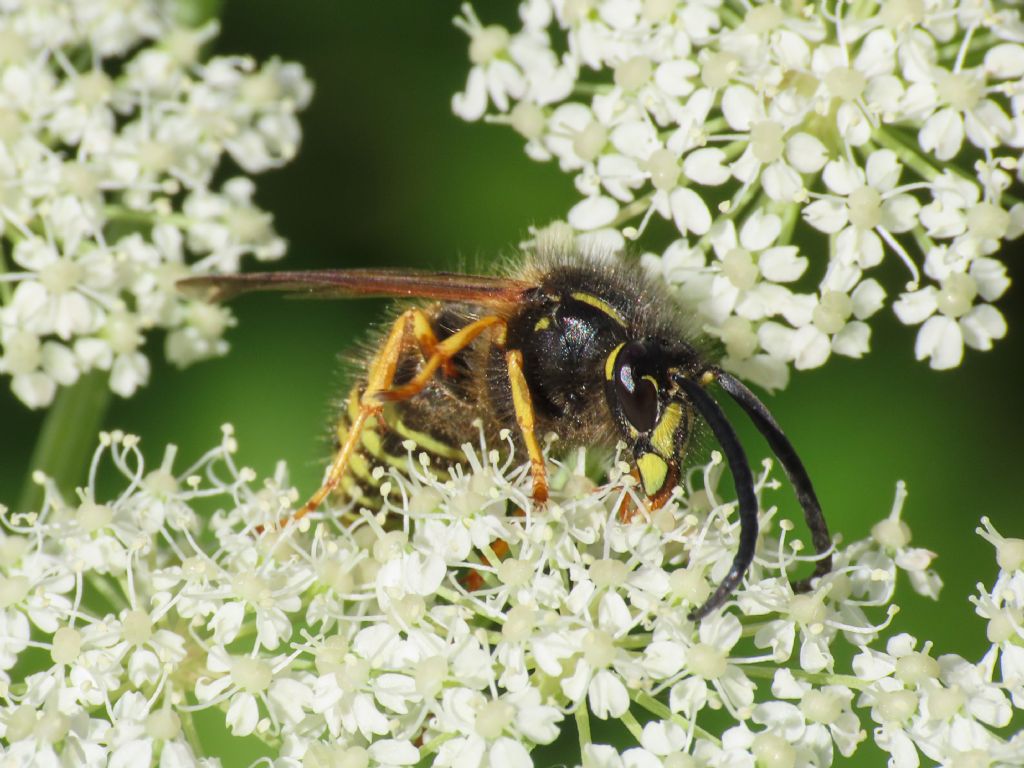 Quale Dolichovespula? Dolichovespula norwegica