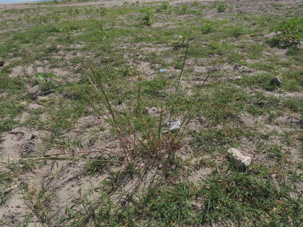 Poaceae:  Lolium perenne