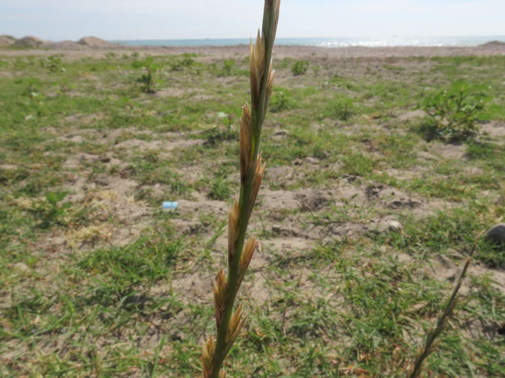 Poaceae:  Lolium perenne