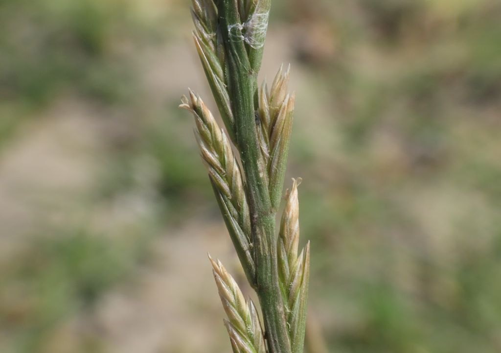 Poaceae:  Lolium perenne