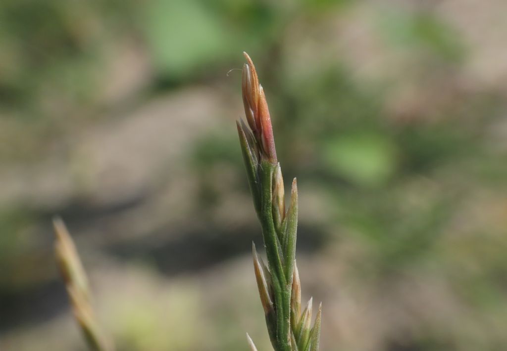 Poaceae:  Lolium perenne