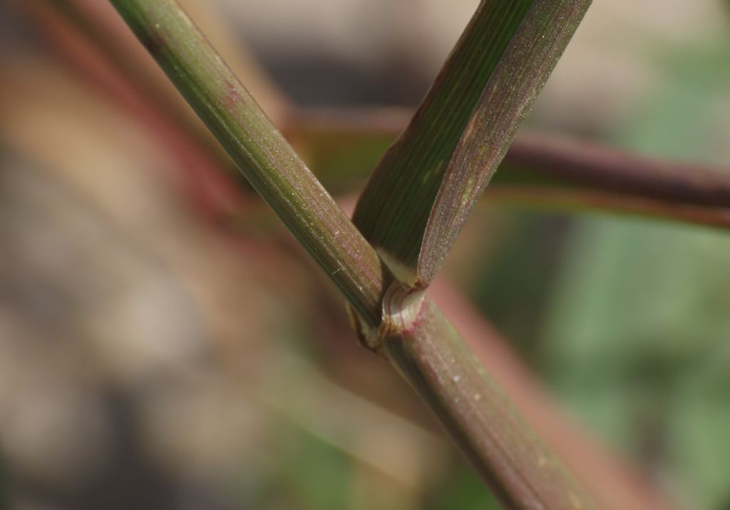 Poaceae:  Lolium perenne