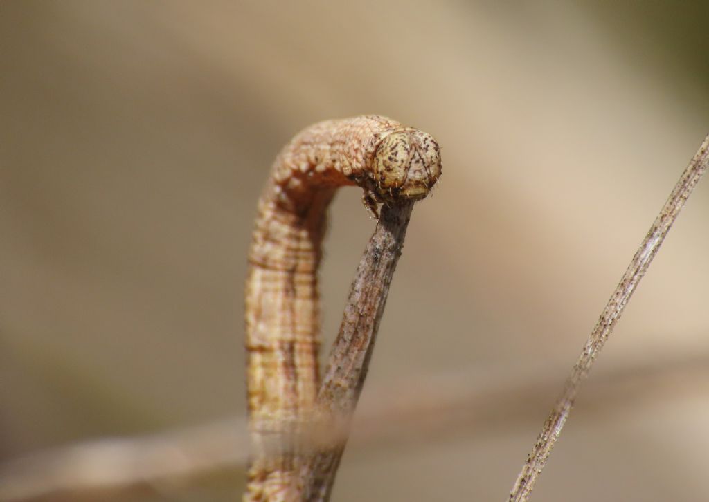 Bruco di Geometridae da identificare