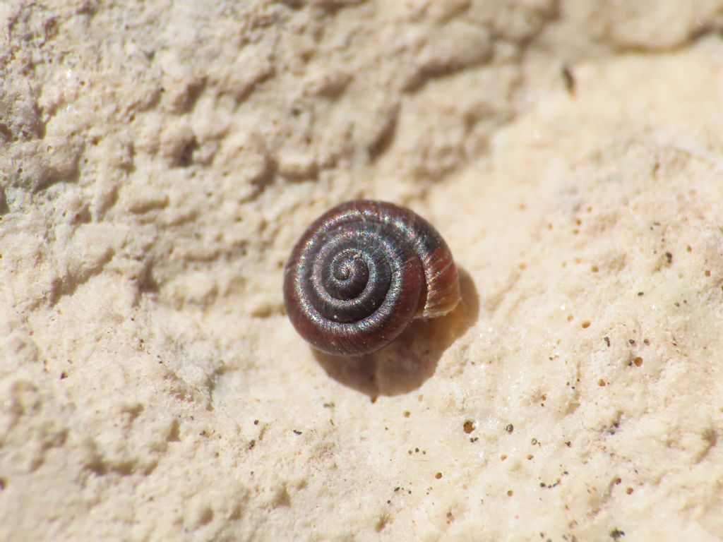 Gasteropode da identificare