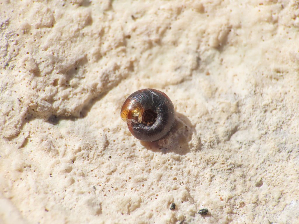 Gasteropode da identificare