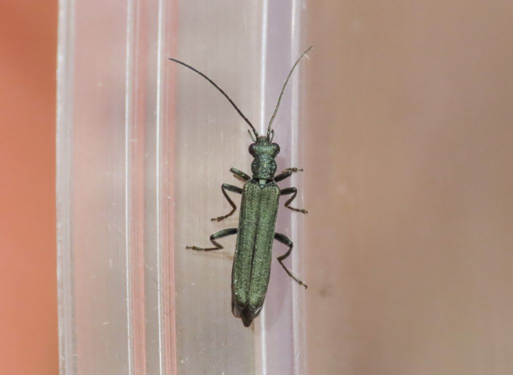 Oedemeridae: Oedemera sp., aff. lurida