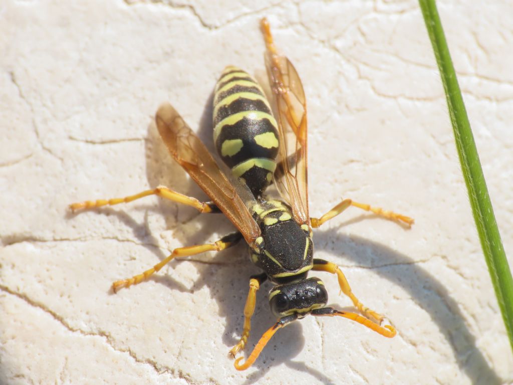 Polistes atrimandibularis, maschio.