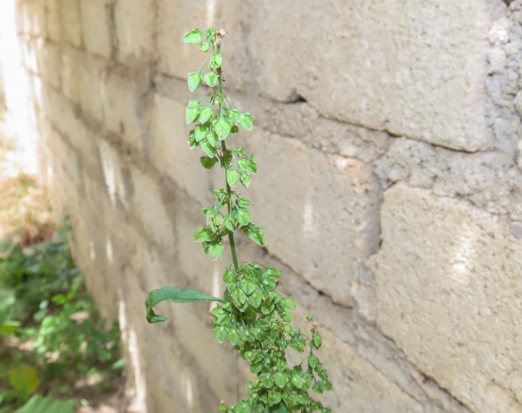 Rumex crispus (Caryophyllales - Polygonaceae)