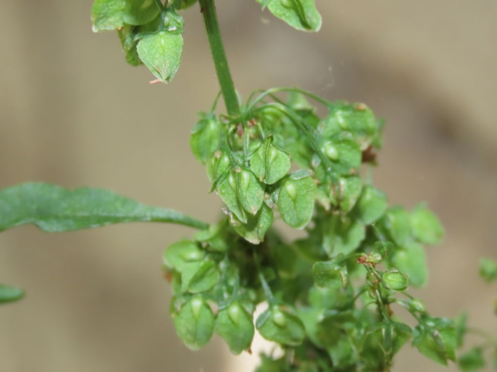 Rumex crispus (Caryophyllales - Polygonaceae)