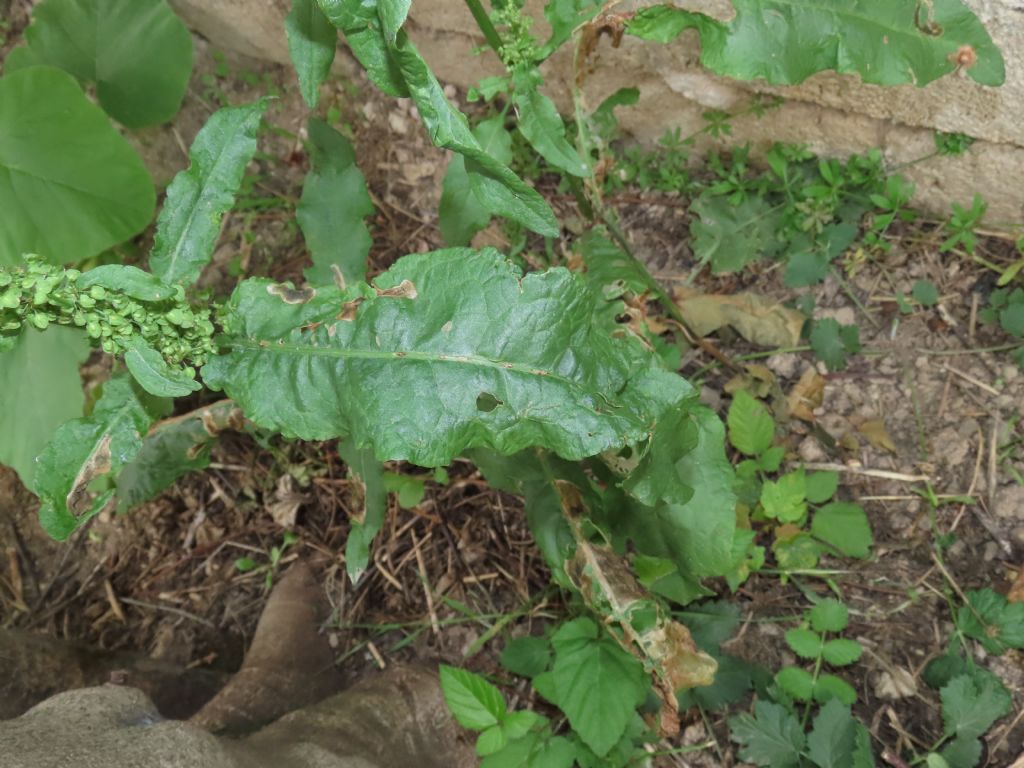 Rumex crispus (Caryophyllales - Polygonaceae)