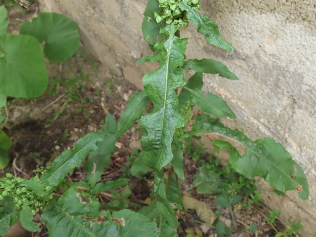 Rumex crispus (Caryophyllales - Polygonaceae)