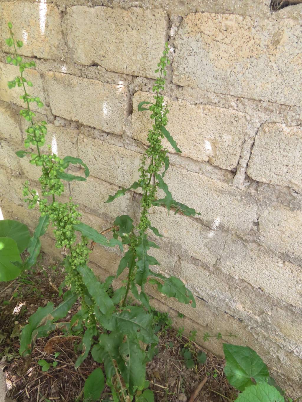 Rumex crispus (Caryophyllales - Polygonaceae)