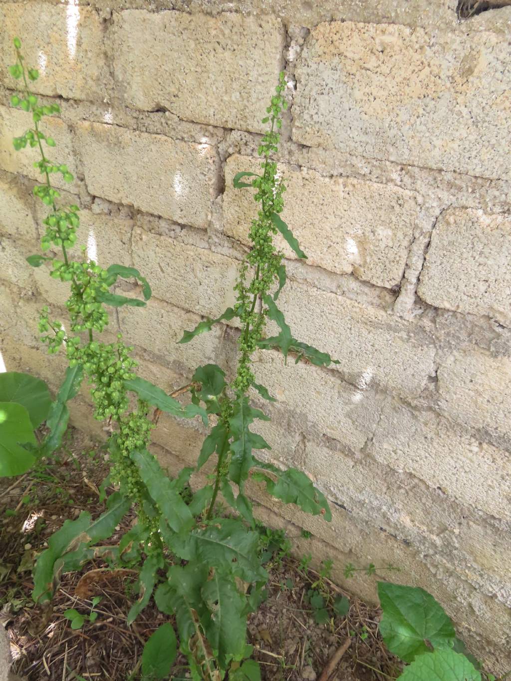 Rumex crispus (Caryophyllales - Polygonaceae)