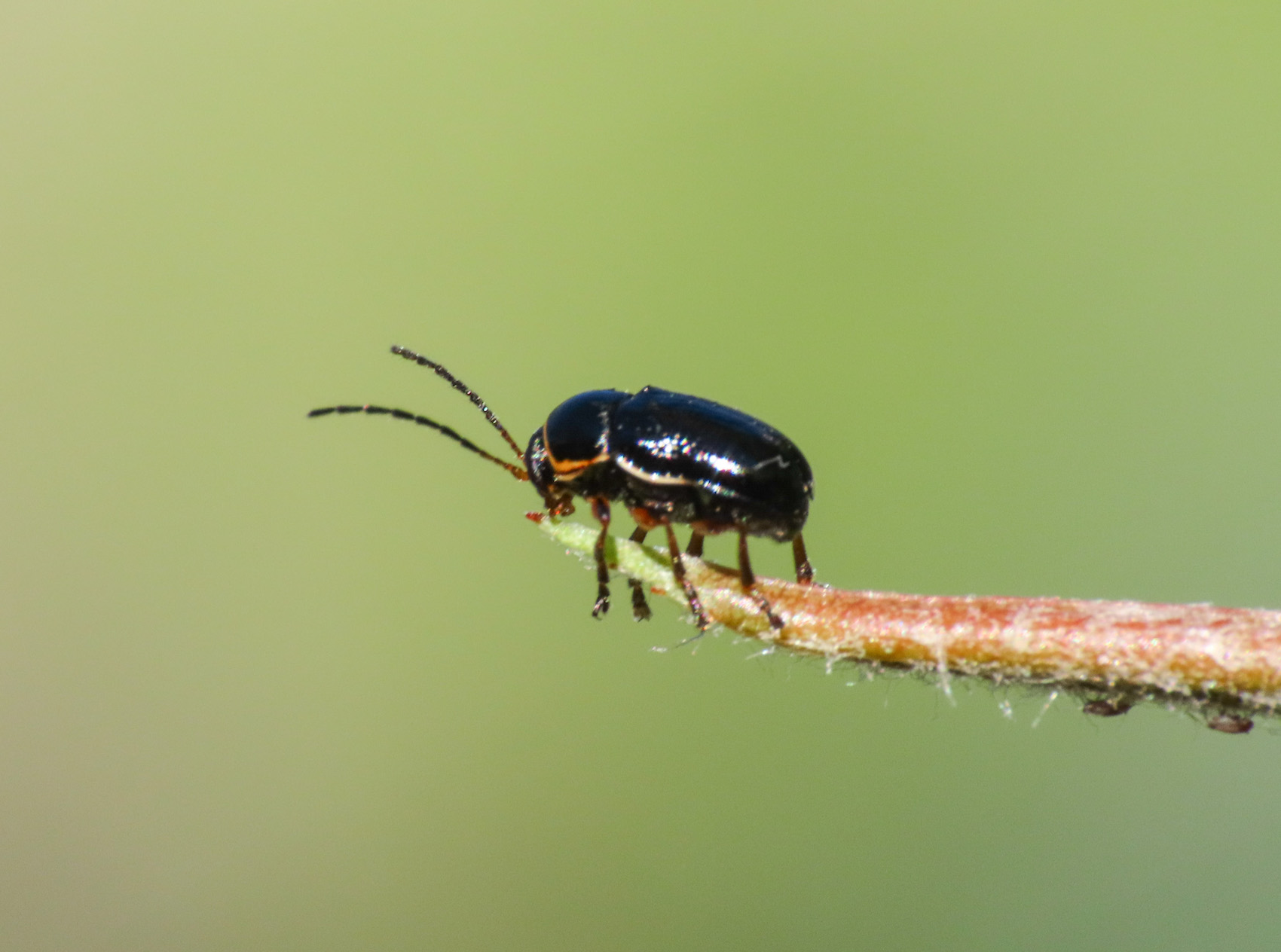 Chrysomelidae: Cryptocephalus sp.: C. flavipes
