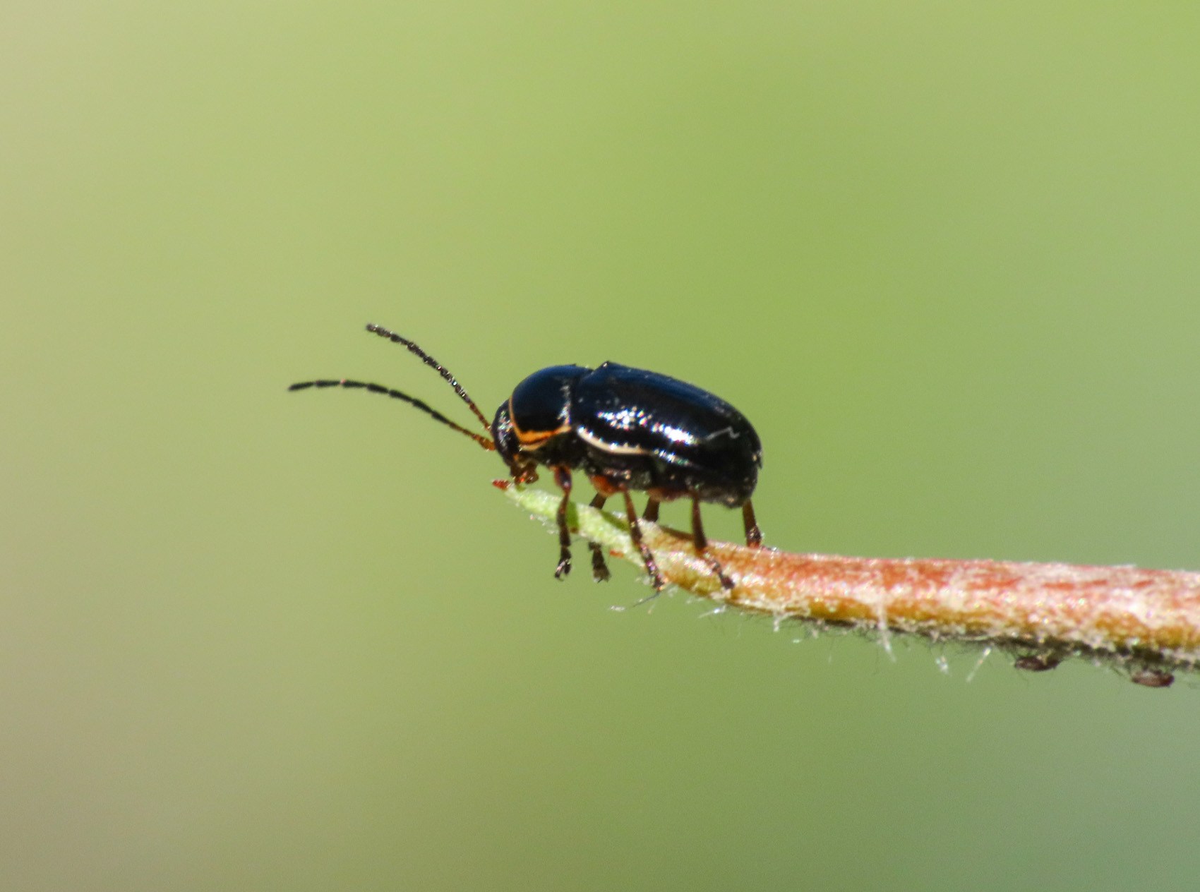 Chrysomelidae: Cryptocephalus sp.: C. flavipes