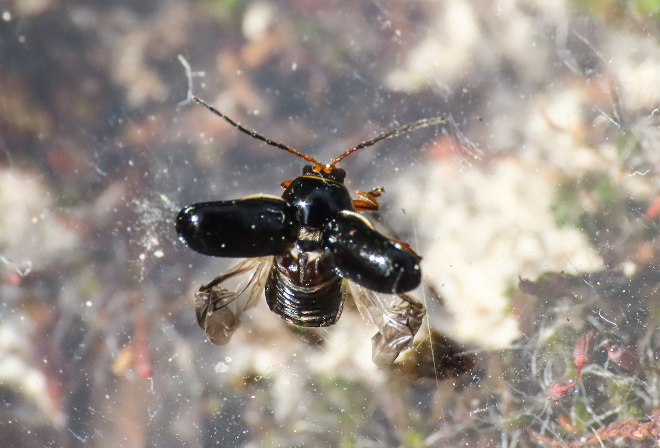 Chrysomelidae: Cryptocephalus sp.: C. flavipes