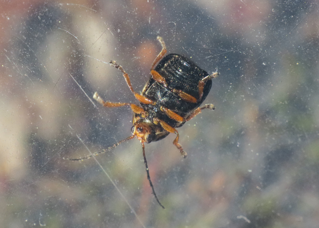 Chrysomelidae: Cryptocephalus sp.: C. flavipes